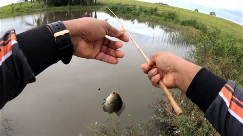 Pesca Ra Z Minhoca E Vara De Bambu Youtube