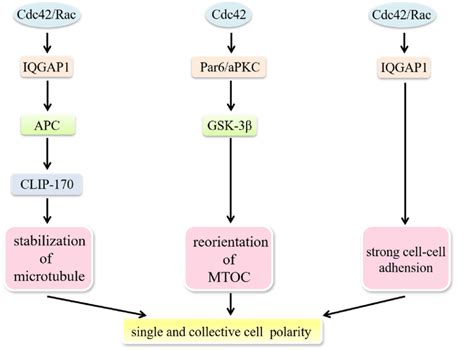 Cdc Modulates The Establishment Of Cell Polarity Establishment Of