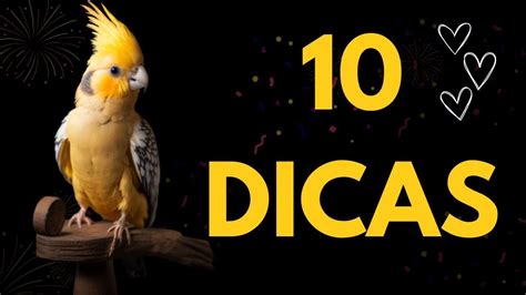 Guia Para Criar E Cuidar De Uma Calopsita Feliz 10 Dicas Essenciais