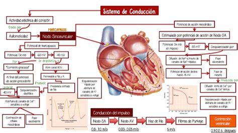 Fisiología Médica Sistema De Conducción Del Corazón