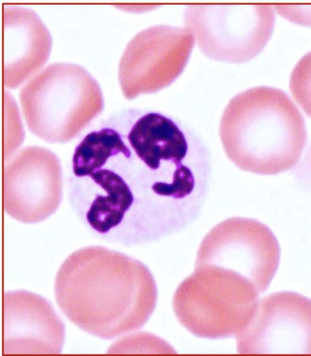 Histologie Du Sang Flashcards Quizlet