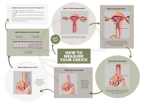 Infographic: How to measure your cervix - Ecowomyn