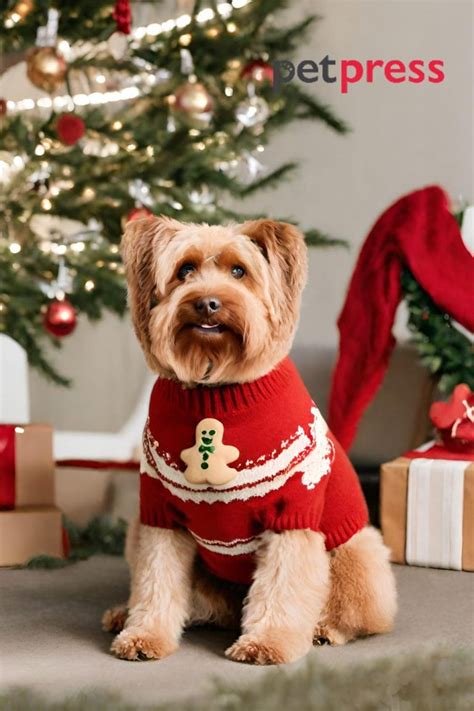 A Festive Collection of the Cutest Dog Christmas Sweaters