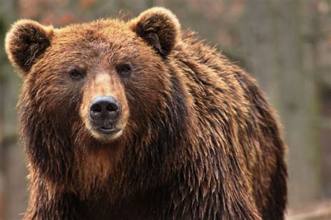 Мечка уби служител на зоопарк в Швеция - Свят - DarikNews.bg