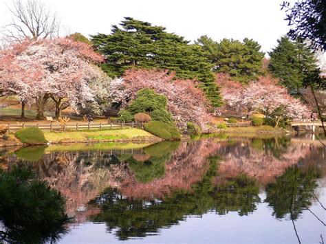 Gambar Keindahan Bunga Sakura di Jepang ~Taman-taman indah terkenal ...