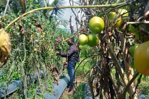 Harga Tomat Anjlok Jadi Rp Petani Di Jember Enggan Melakukan Panen