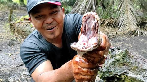 TANGKAP ULAR PITON RAKSASA ULAR PYTHON RESCUE MANDA PETUALANG