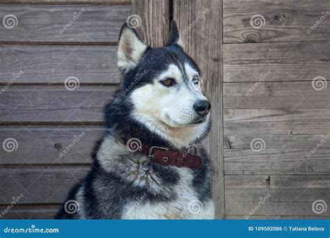 C O De Puxar Tren S Do C O Os Olhos Diferentes Da Cor Foto De Stock