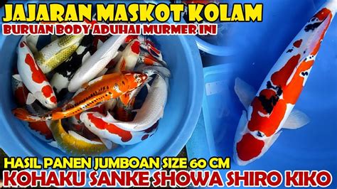 PANEN KOI JUMBO 60 CM MASKOTNYA KOLAM BAHAYA INI INDUKAN IKUT DI