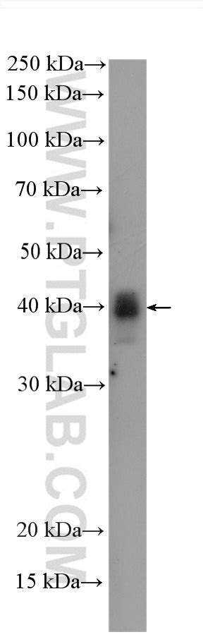 Map K Antibody Rr Proteintech