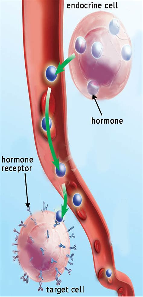 Hormone Target Cell