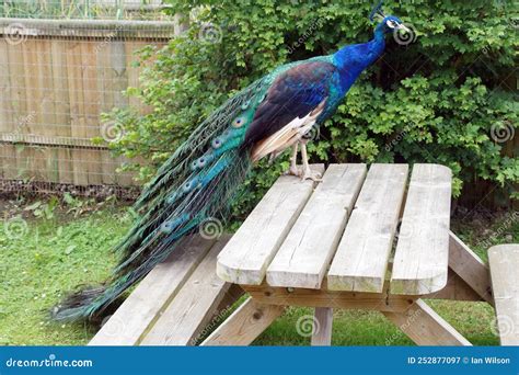 Indiase Pauw Op Een Picknicktafel Stock Afbeelding Image Of Hoewel