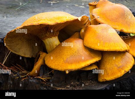 Yellow Fungus Growing On Burnt Tree Stump Collingwood Golden Bay