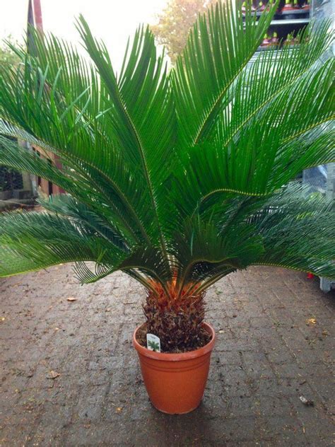 Huge Giant Cycad Cycad Revoluta Extra Large Specimen King Sago Palm Cycas Circa 80 100cm