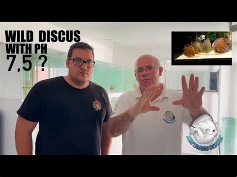 Ph With Wild Discus Yes Is True Small Interview With Altum