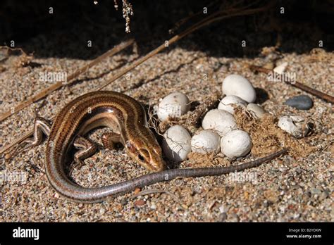 5 Lined Skink With Eggs In Ontario Canada Stock Photo Alamy