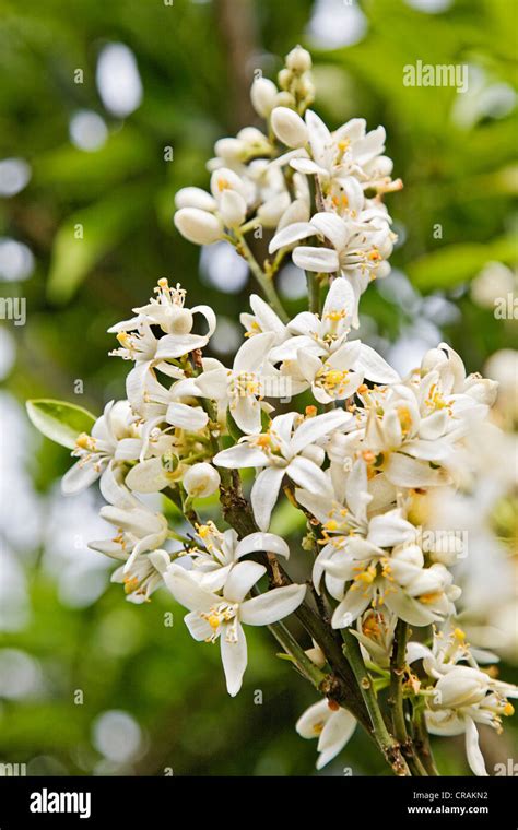 Citrus Aurantium Tree Hi Res Stock Photography And Images Alamy