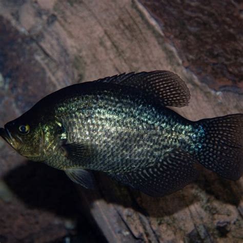 Black Crappie Georgia Aquarium