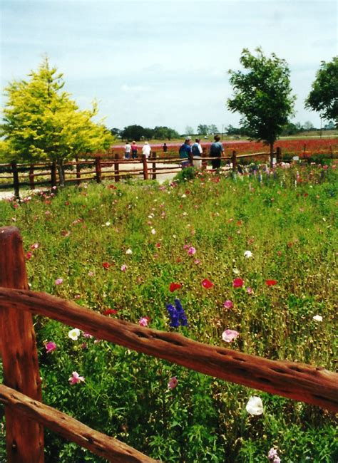 Wildseed Farms: Fields of Wildflowers in Fredericksburg, Texas ...