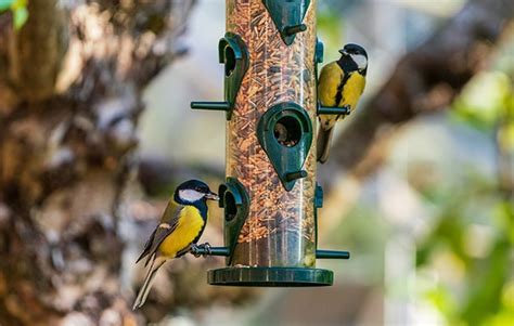 Attract Birds to Your Garden | Create a Bird Friendly Garden | Nat Geo Kids