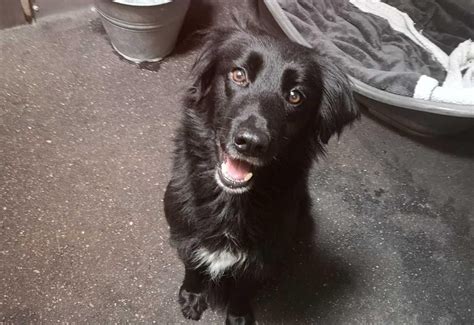 Adoption De Deesse Moyen Chien Border Collie R Gion Occitanie