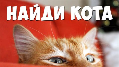 Найди кота, все выпуски 🐈 БУДЬ В КУРСЕ TV - YouTube