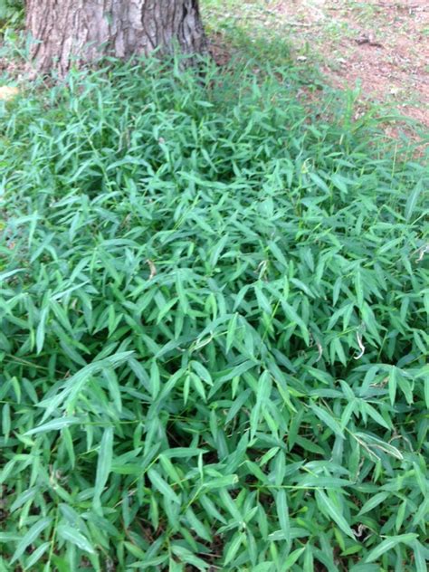 Japanese Stiltgrass