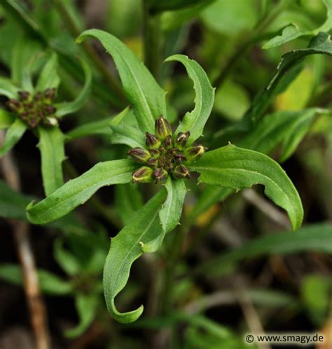 Smagy Pflanzen Insekten Heilkraft Goldlack Erysimum Cheiri