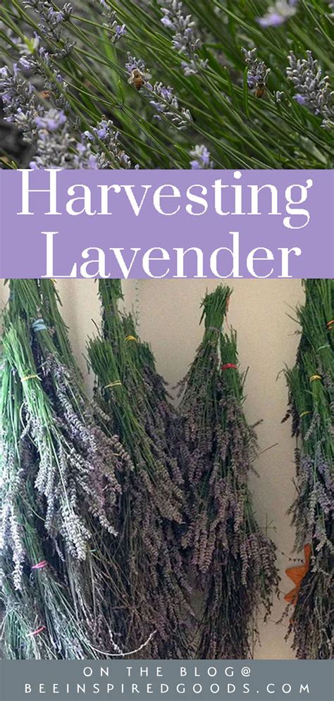 A Guide to Harvesting Lavender | Bee Inspired