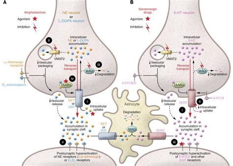 Synaptic Cleft Dopamine