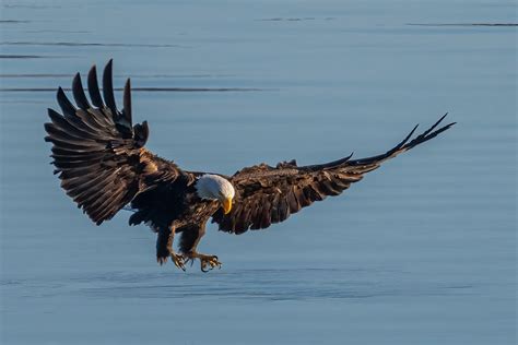 Bald Eagle Doug Phillips Flickr