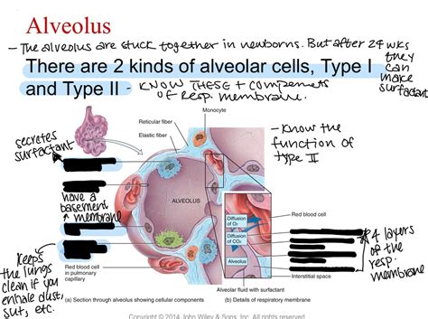 Biol The Alveolus Diagram Quizlet