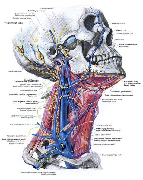 Back Of Neck Anatomy Glands / Anatomy of neck and regional lymph nodes ...