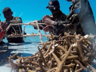 Penanaman Terumbu Karang Antara Foto