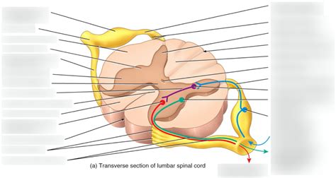 Internal Anatomy Of The Spinal Cord Labeling Diagram Quizlet