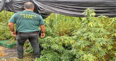 Descubren Una Plantaci N Con Plantas De Cannabis Sativa En