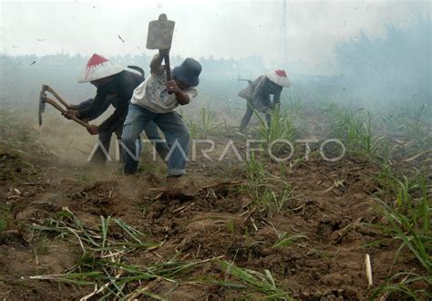 Petani Cangkul Tanaman Tebu Antara Foto