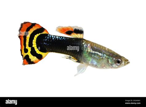 Guppy Dragon Head Guppy Fish Aquarium Fish Poecilia Reticulata Colorful