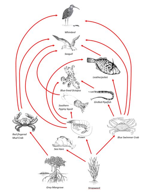 Food Web Botany Bay Wetland Ecosystem