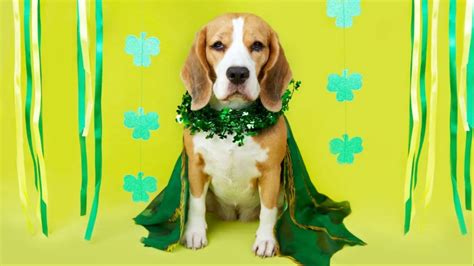 25 Cute Dog Pictures For St Patricks Day Dogtime