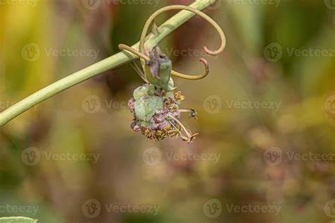 Greenbrier Angiosperm Plant 13070639 Stock Photo At Vecteezy