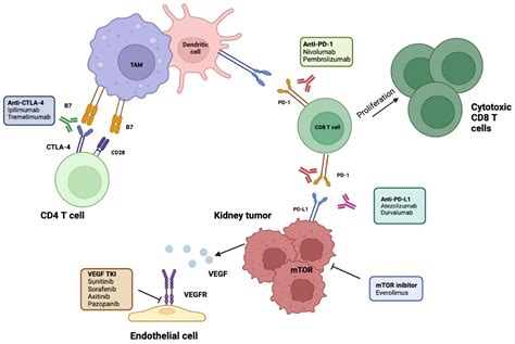 Ijms Free Full Text Adjuvant Therapy For Renal Cell Carcinoma Hype