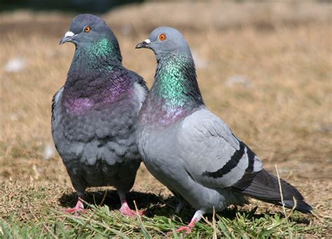 Columbidae; Pigeons; Columba livia; Doves