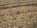 gaillac aoc wikipedia