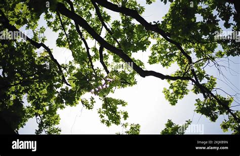 The Sun S Rays Shine Through The Branches Of The Tree Bottom Up