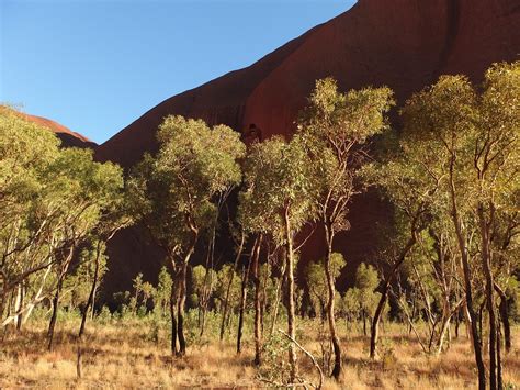 Trees Nature Uluru Ayers Free Photo On Pixabay