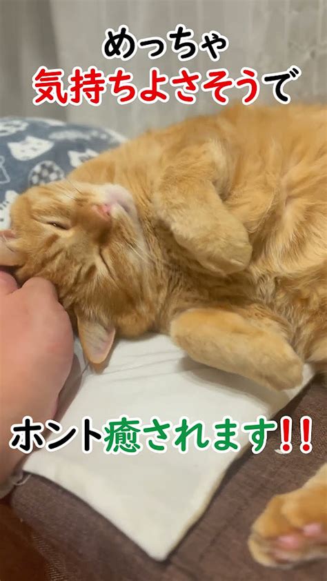 これだからモフるのはやめられない【すずつむふう】 猫 猫動画 可愛い猫 猫のいる暮らし 茶トラ モフモフ Youtube