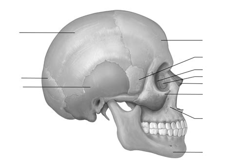 Biol Cranial Bones Diagram Quizlet