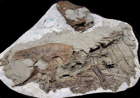 Young Tyrannosaur Found With Baby Dinosaurs In Its Stomach Cbc News