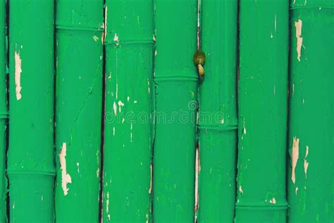 Textura De Bambu Verde Da Cerca Fundo De Bambu Da Textura Fotos